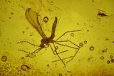 Fossil Gall Midge, Springtails and a Wasp in Baltic Amber #170023-2